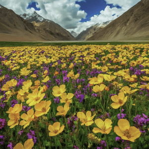 beauty of deosai flowers